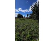 VENDO 2 TERRENOS EN LUQUE ZONA MARIN GUAAGUY COD 5587