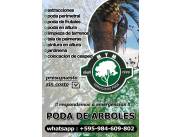 Servicio profesional de poda