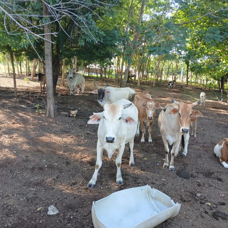 Granja — foto 3