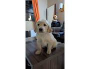Golden retriever machos