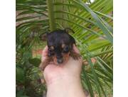 Pinscher cero
