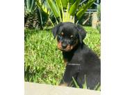 Rottweiler disponibles