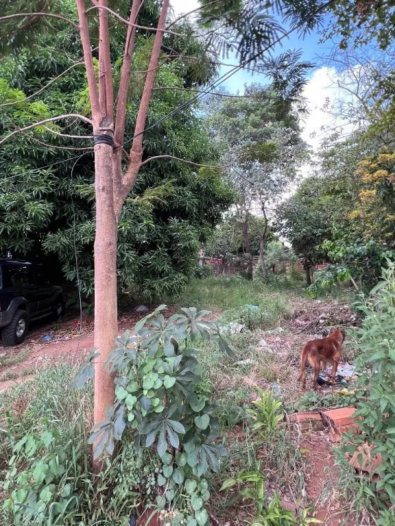 VENDO TERRENO EN LUQUE ZONA ESTRATÉGICA (GRAN VIA GRAL AQUINO) — foto 3