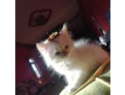 Gato angora