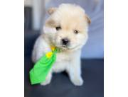 CHOW CHOW