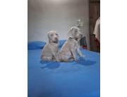 WEIMARANER