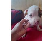 PITBULL