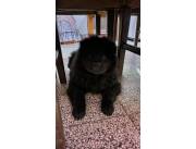 Chow Chow