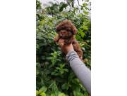 Caniche chocolate