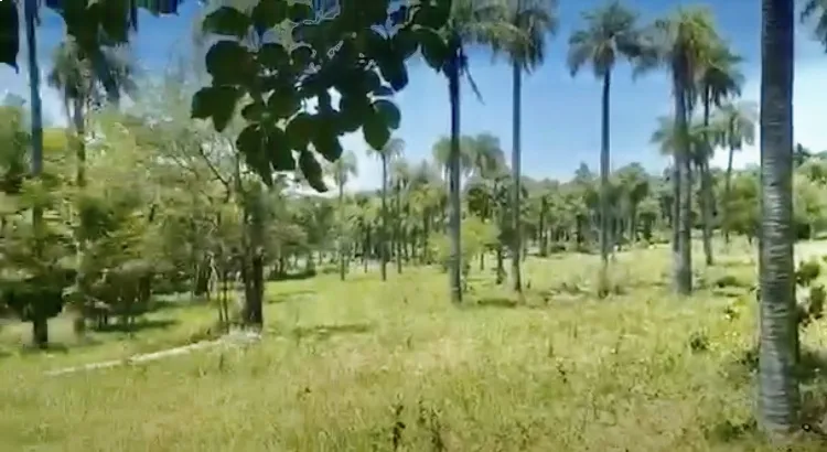 6,5 HA. CAMPO EN CAACUPE-CIA.ITA-YBUMI — foto 2