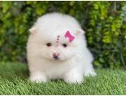 POMERANIA MINI HEMBRA