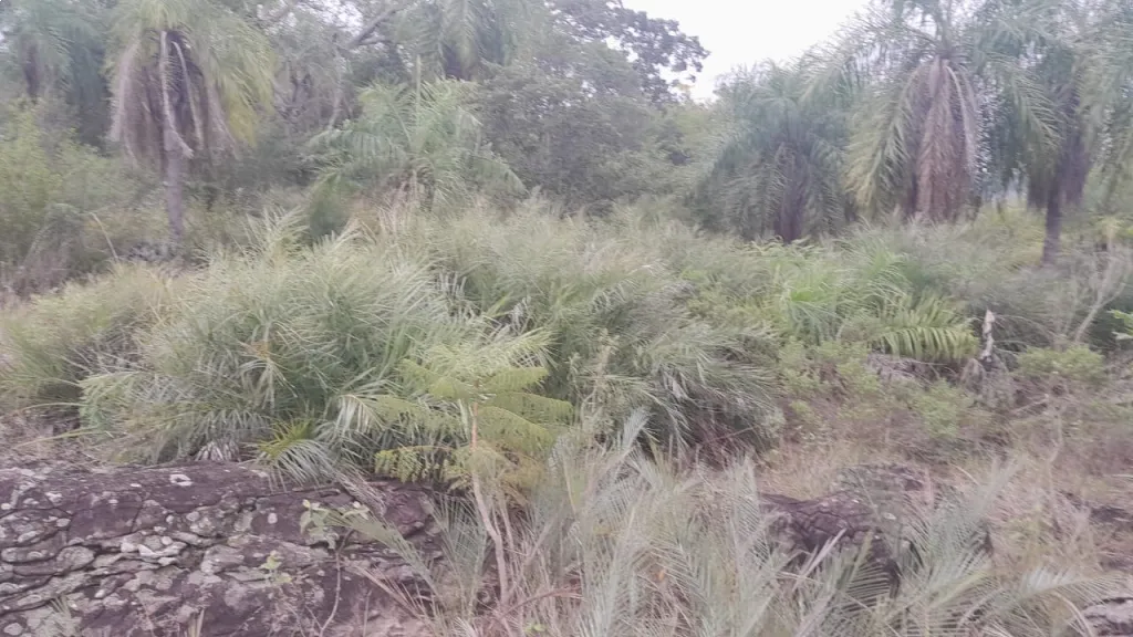 Terreno 6has5805m2, con excelente vista, especial para inversión — foto 2
