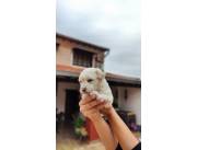 CANICHE TOY HEMBRA