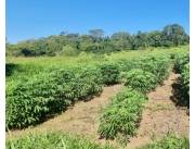 Campo Agrícola/Ganadero en Itacurubi de la Cordillera - 30 Ha.