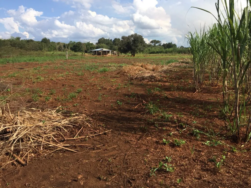 Campo Agrícola Mecanizado en Yguazú - 27 Ha. — foto 3
