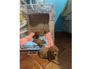 CANICHE MINITOY HEMBRA ROJA