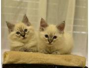 Ragdoll