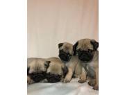 Pug ✨️