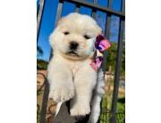 Chow chow hembra y macho
