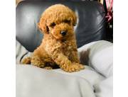 Caniche macho chocolate
