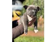 American bully macho