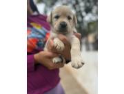 Labrador 🐕 ✨️