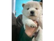 Chow chow