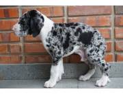 Gran danes merle