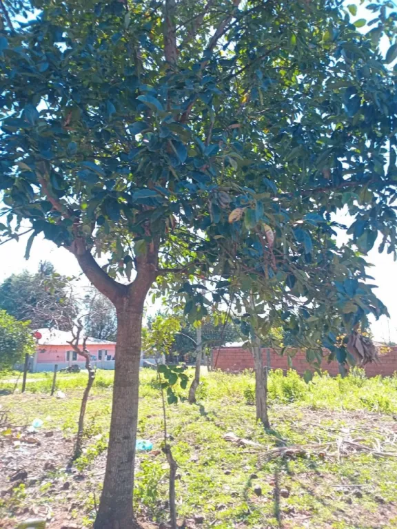 Terreno en Caaguazú — foto 2