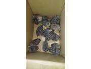 Vendo Codorniz Raza Jumbo
