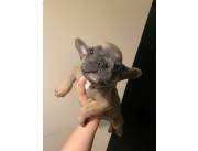 BULLDOG FRANCES
