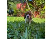 BEAGLE
