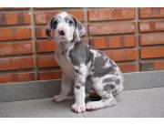 Gran danes hembra y macho