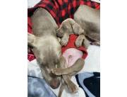 Hermosos cachorros Weimaraner disponibles