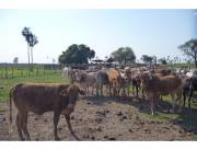 Estancia/Campo - Venta - Paraguay Presidente Hayes General José María Bruguéz ESTANCIA DE