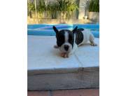 Bulldog Frances machitos