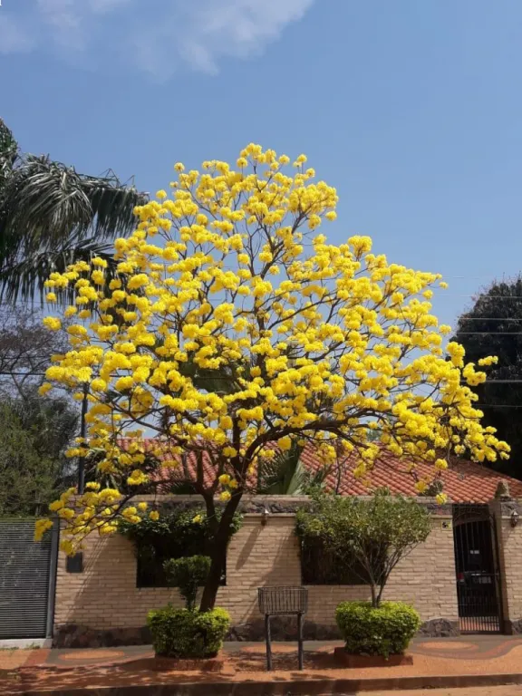 En Venta Espacioso Casa situado en el Barrio La Amistad de la ciudad de Luque ✨🤩 — foto 2