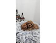 CANICHE TOY ROJA HEMBRA