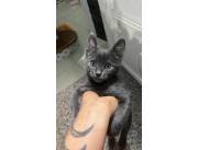 Gato azul ruso