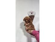 CANICHE POODLE MINITOY HEMBRA ROJA