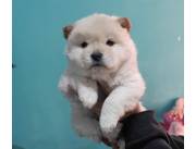 Chow chow hembritas 🐕💕✨️✨️✨️
