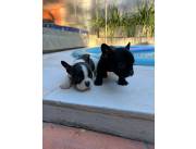 camada de Bulldog frances machitos