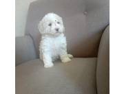 Caniche toy mini