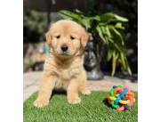 Labrador hermosa 💖