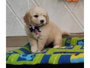 CANICHE HEMBRA NRO 1