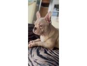 Bulldog frances