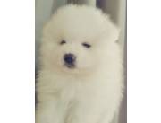 LULU DE POMERANIA