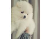 POMERANIA MINI