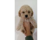 Caniche toy