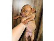 PITBULL MACHO